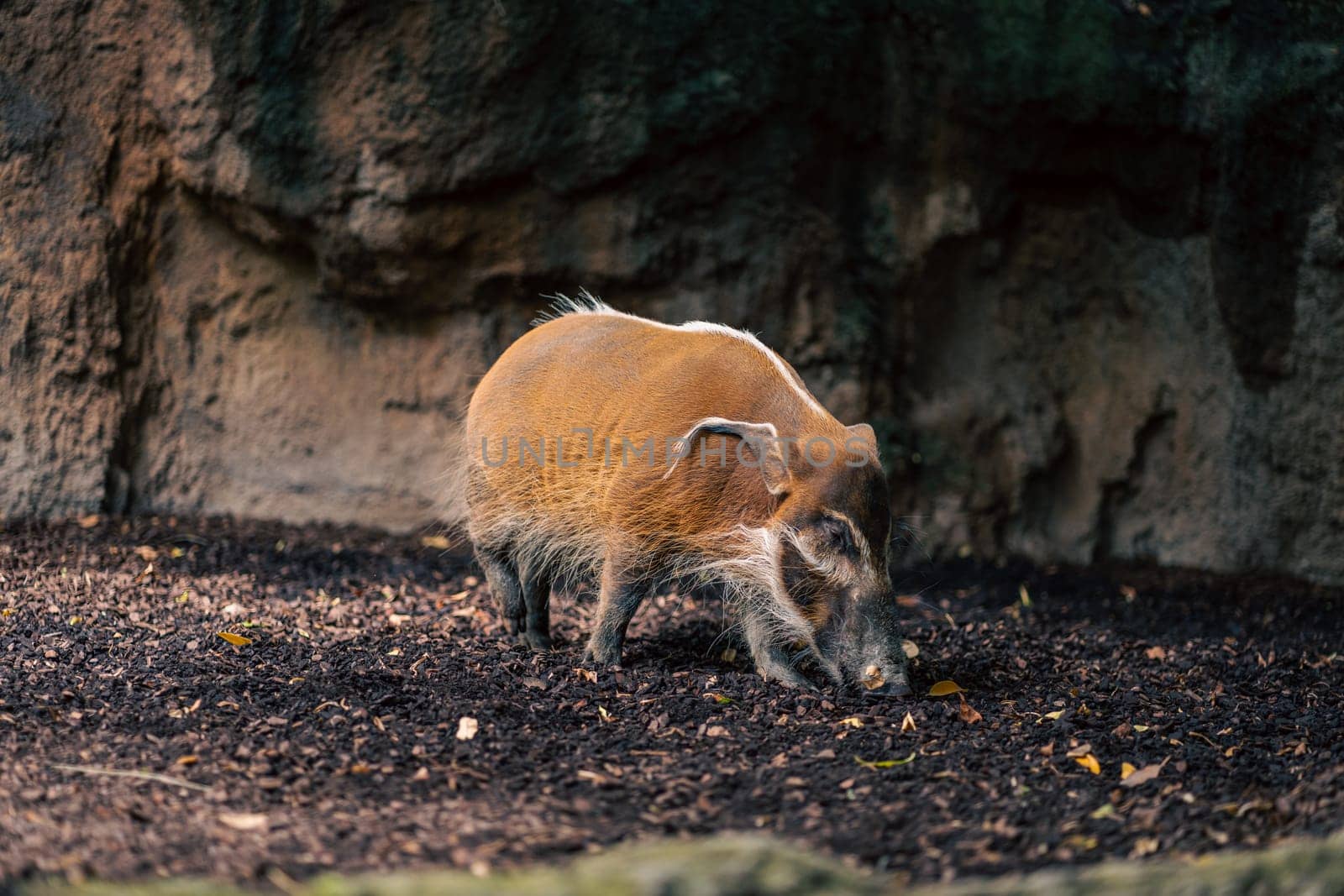 A wild boar sniffs the ground in a natural enclosure. The image captures the boar behavior and the earthy surroundings, emphasizing the animal natural habitat and the tranquility of the setting.