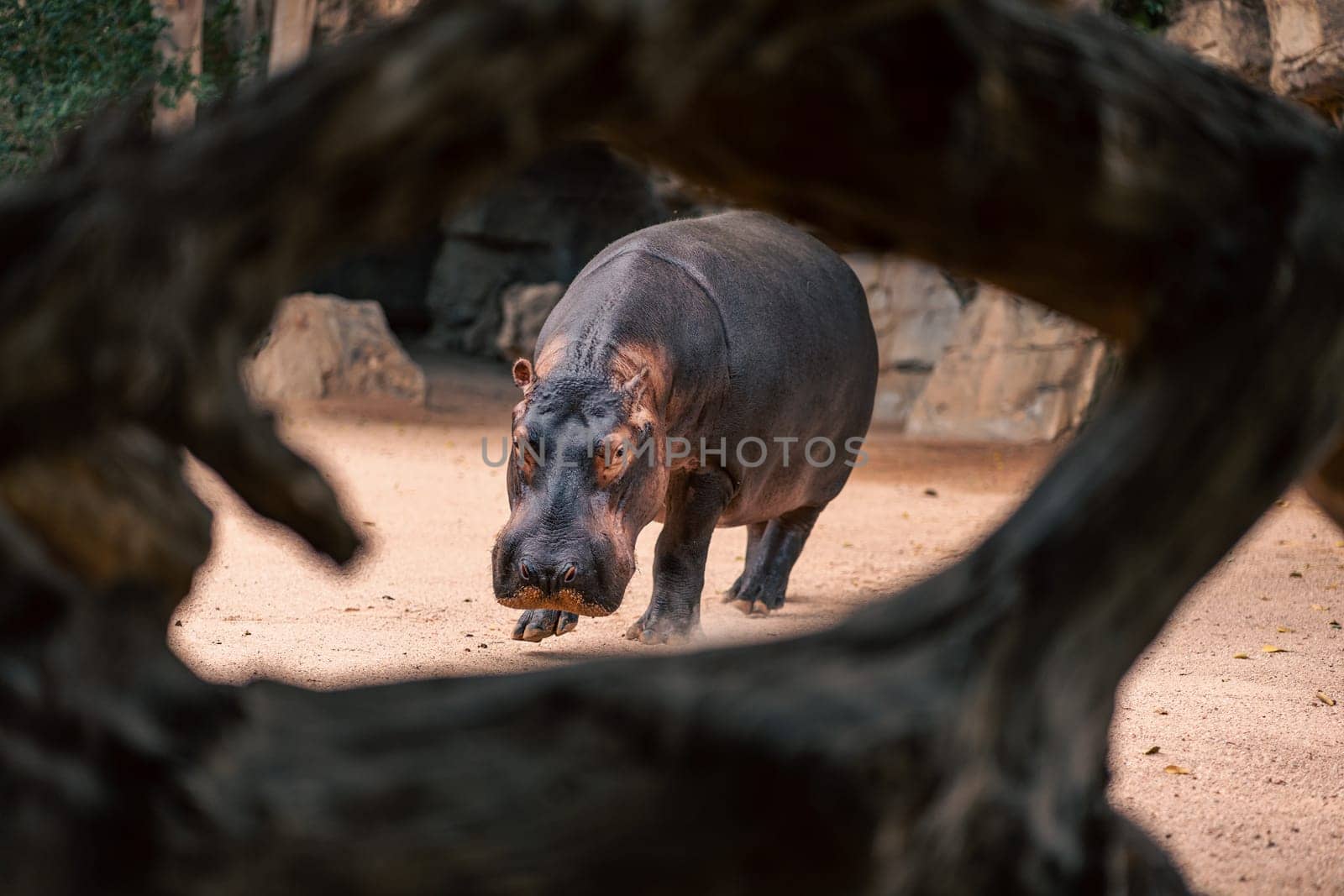 A hippo walks in a sandy enclosure, framed by tree trunks. The image emphasizes the hippo size and presence, capturing the tranquil environment and the natural setting.