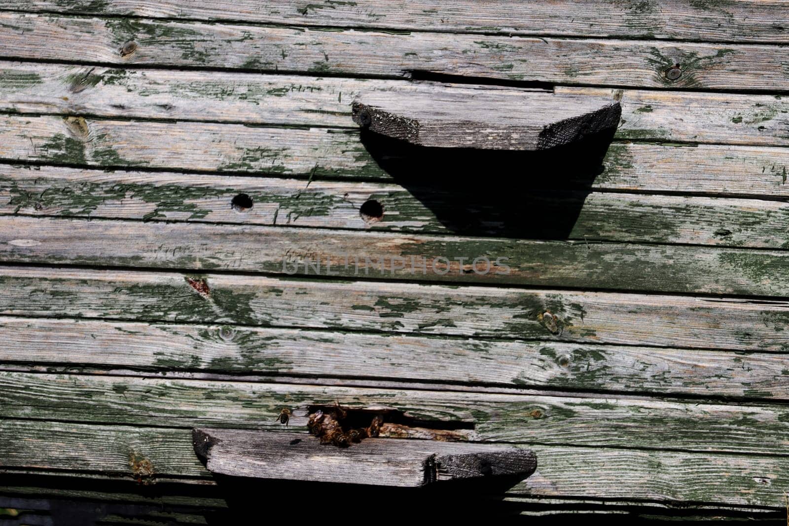 Wooden wall of a hive, with a hole made of boards with shabby green paint, close-up.