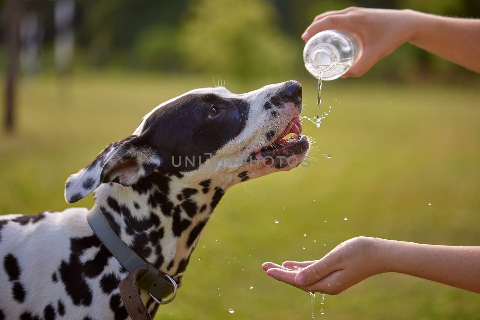 The dog drinks water from a plastic bottle. Pet owner taking care of his dalmatian on a hot sunny day, animal care concept