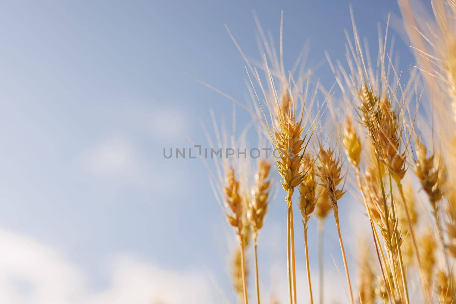 field of ripe wheat against blue sky, concept of growing cereal crops, harvest season, rye plant, Grain deal