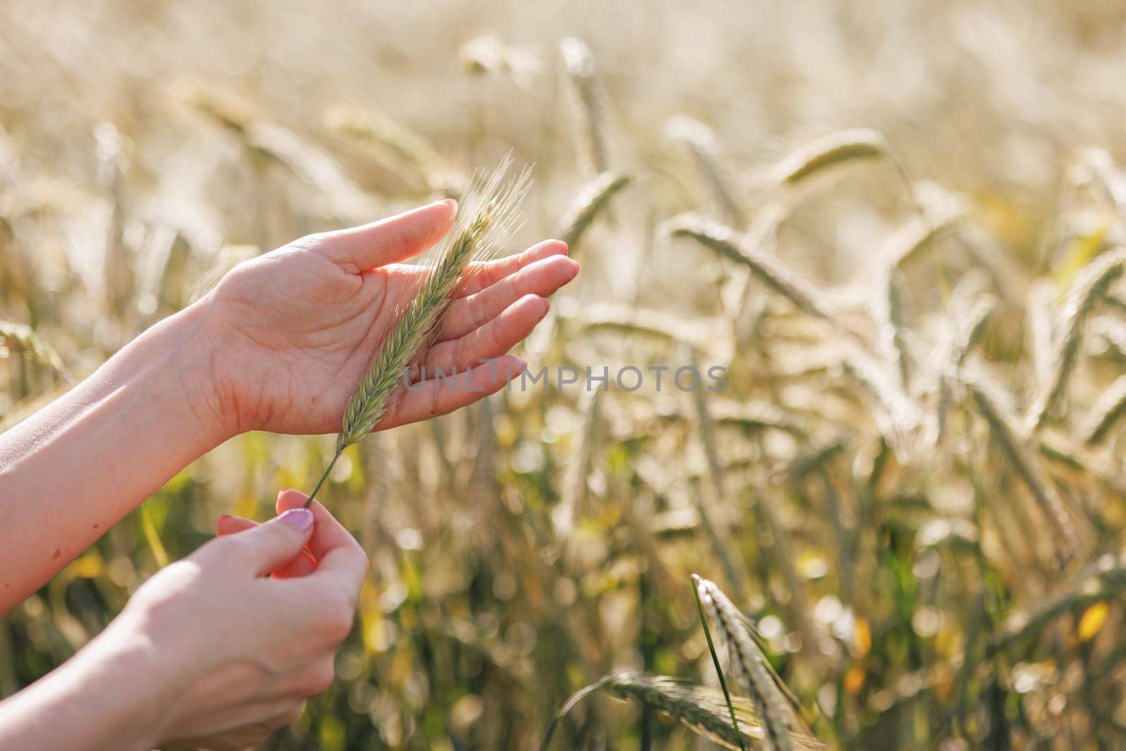 a woman agronomist holds a spikelet of green wheat in her hands against the background of a field, monitoring the wheat harvest