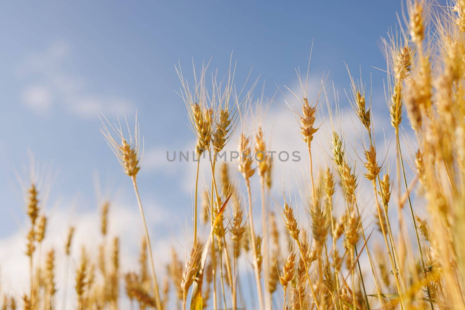 field of ripe wheat against blue sky, concept of growing cereal crops, harvest season, rye plant, Grain deal