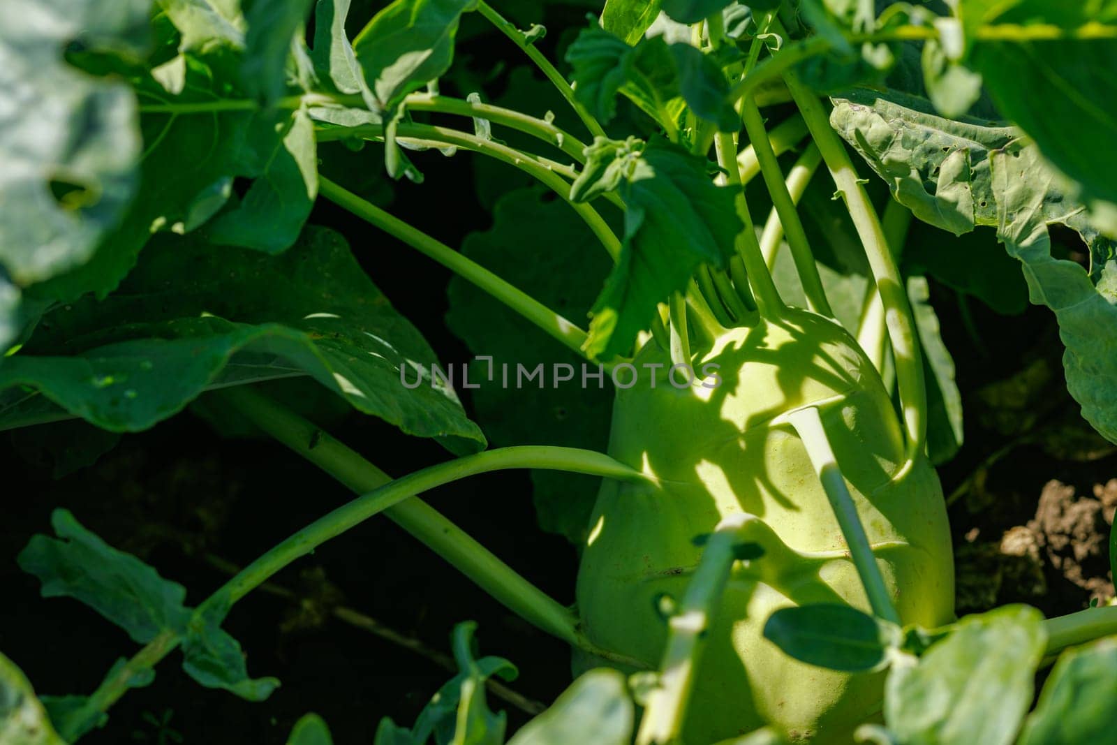 kohlrabi cabbage on a garden bed of an agricultural farm close-up, agribusiness, growing organic products