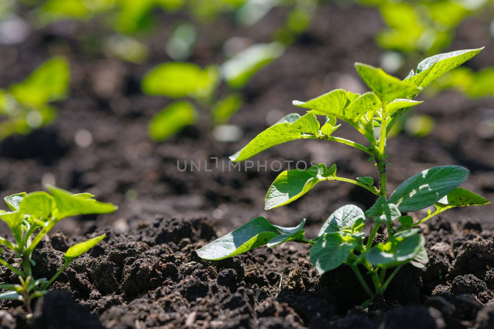 field of blooming buckwheat, Growing organic buckwheat, successful agribusiness concept, buckwheat honey