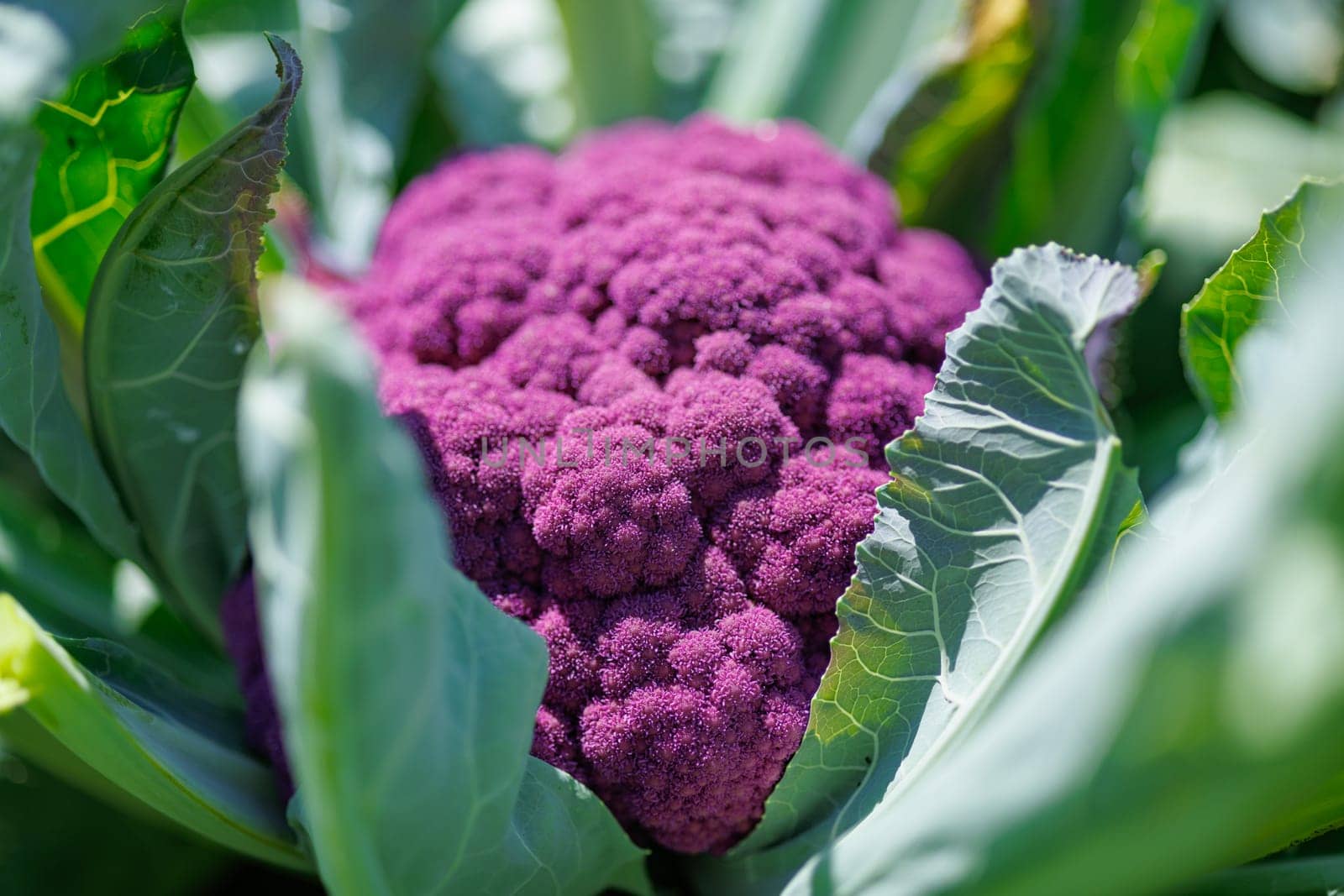 purple cauliflower close-up on an agricultural farm, cabbage cultivation, macro photo, argo business concept