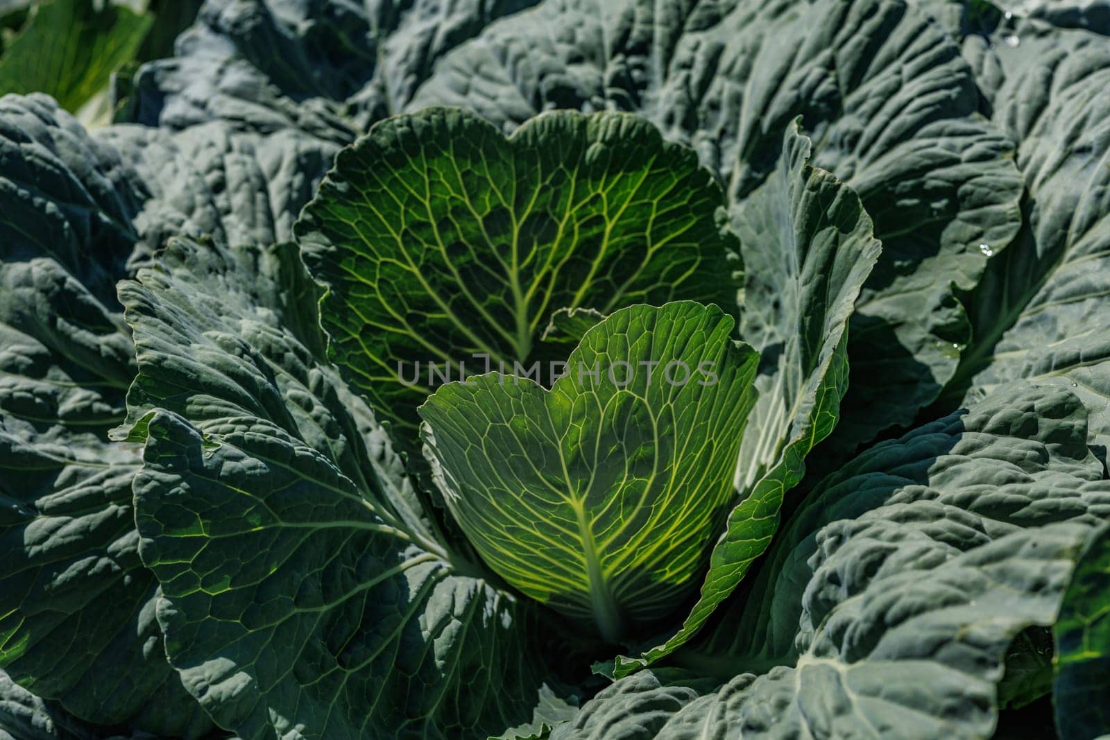 young cabbage on a garden bed of an agricultural farm close-up, agribusiness, growing organic products