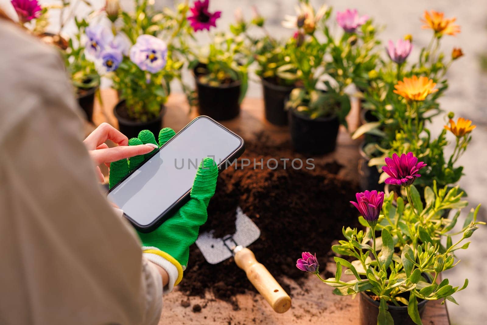Smart agriculture, agribusiness and technology. Gardener's hand with phone in flower garden, caring for flower plants