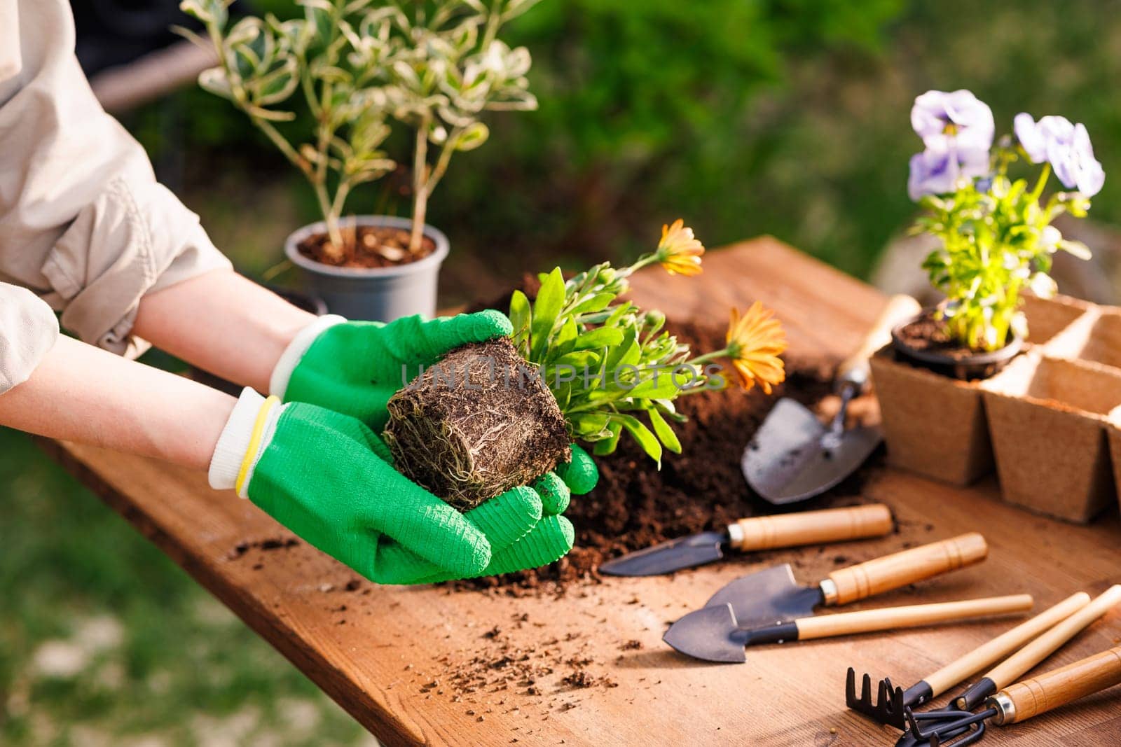 gardener plants flowers in the garden close-up, garden care, gardening concept, care and replanting of flower plants