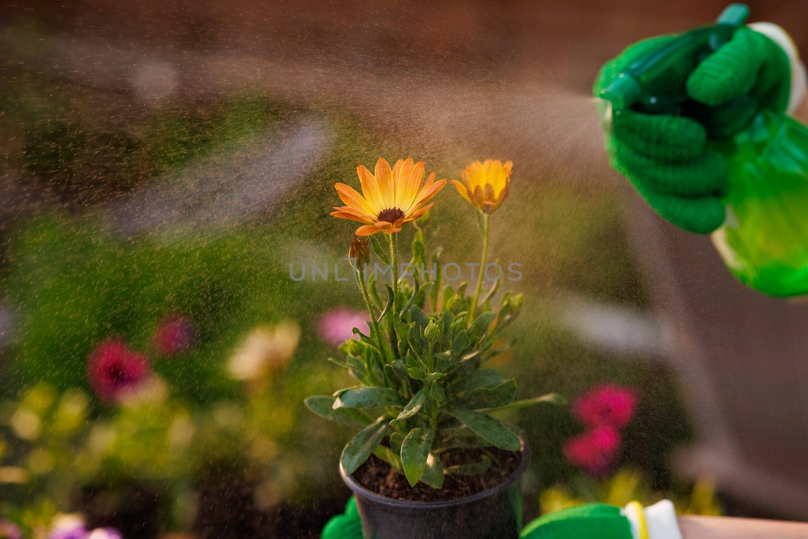 gardener watering garden flowers with a sprinkler, caring for flowers, replanting flowers in spring