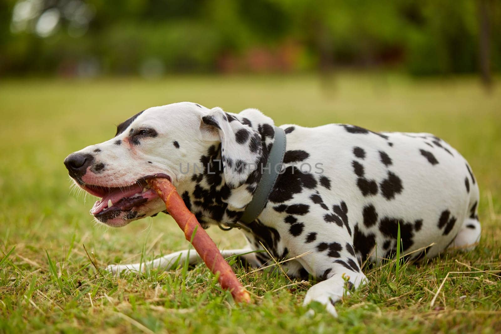 girl gives bone to dalmatian dog, dog food, dog care concept
