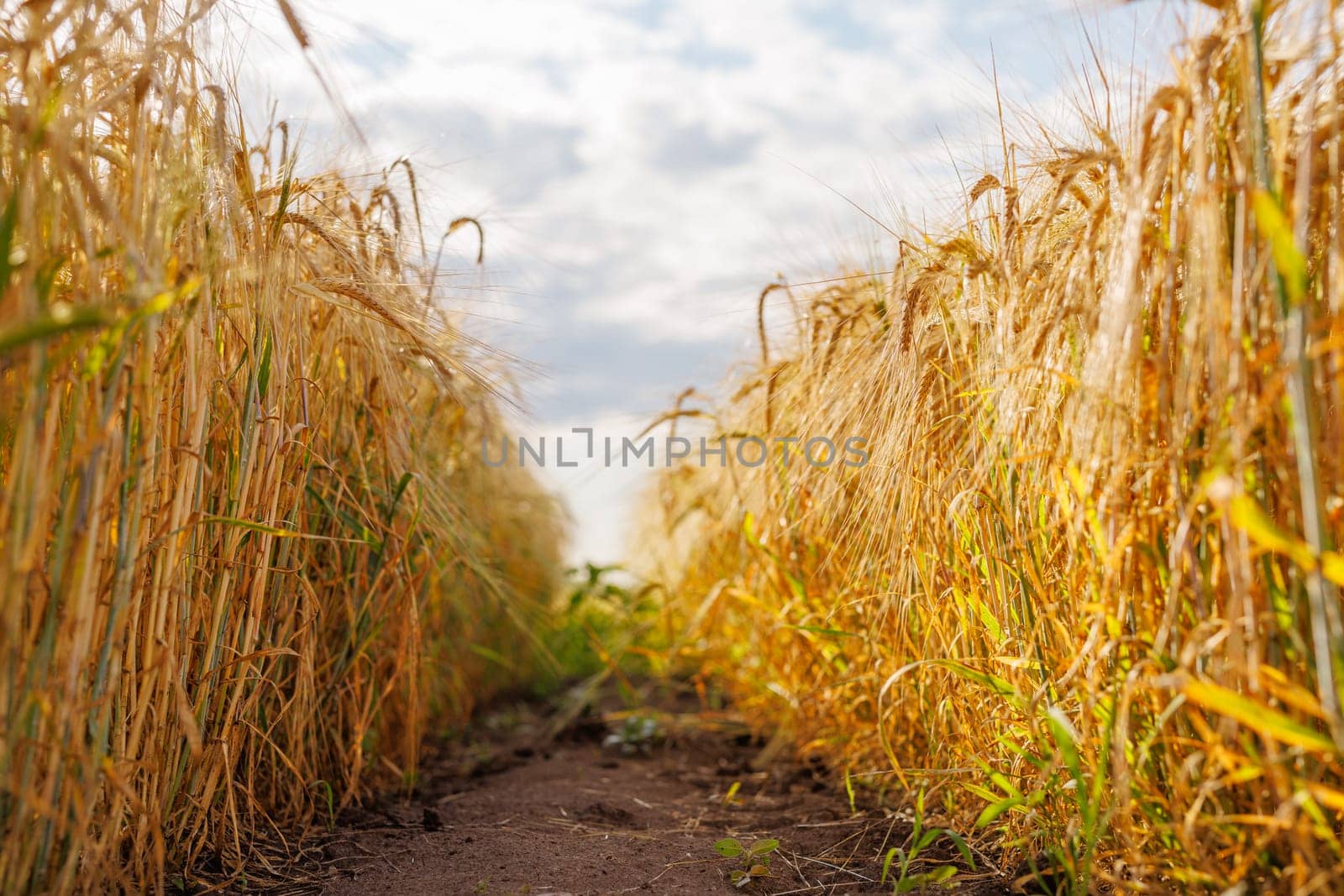 field of ripe wheat against blue sky, concept of growing cereal crops, harvest season, rye plant, Grain deal