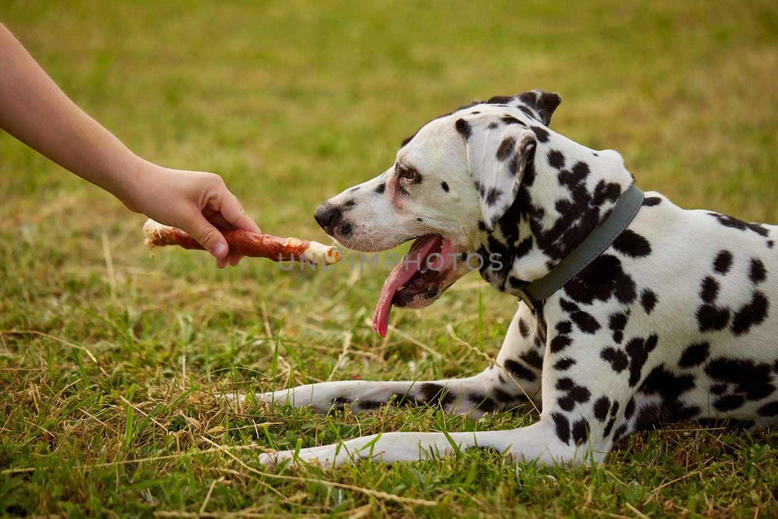 girl gives bone to dalmatian dog, dog food, dog care concept