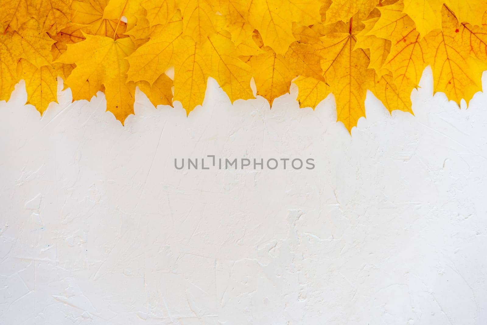 Autumn leaves frame on up side white structured background top view Fall Border yellow and Orange Leaves vintage background table Copy space. Mock up for your design. Display for product or text