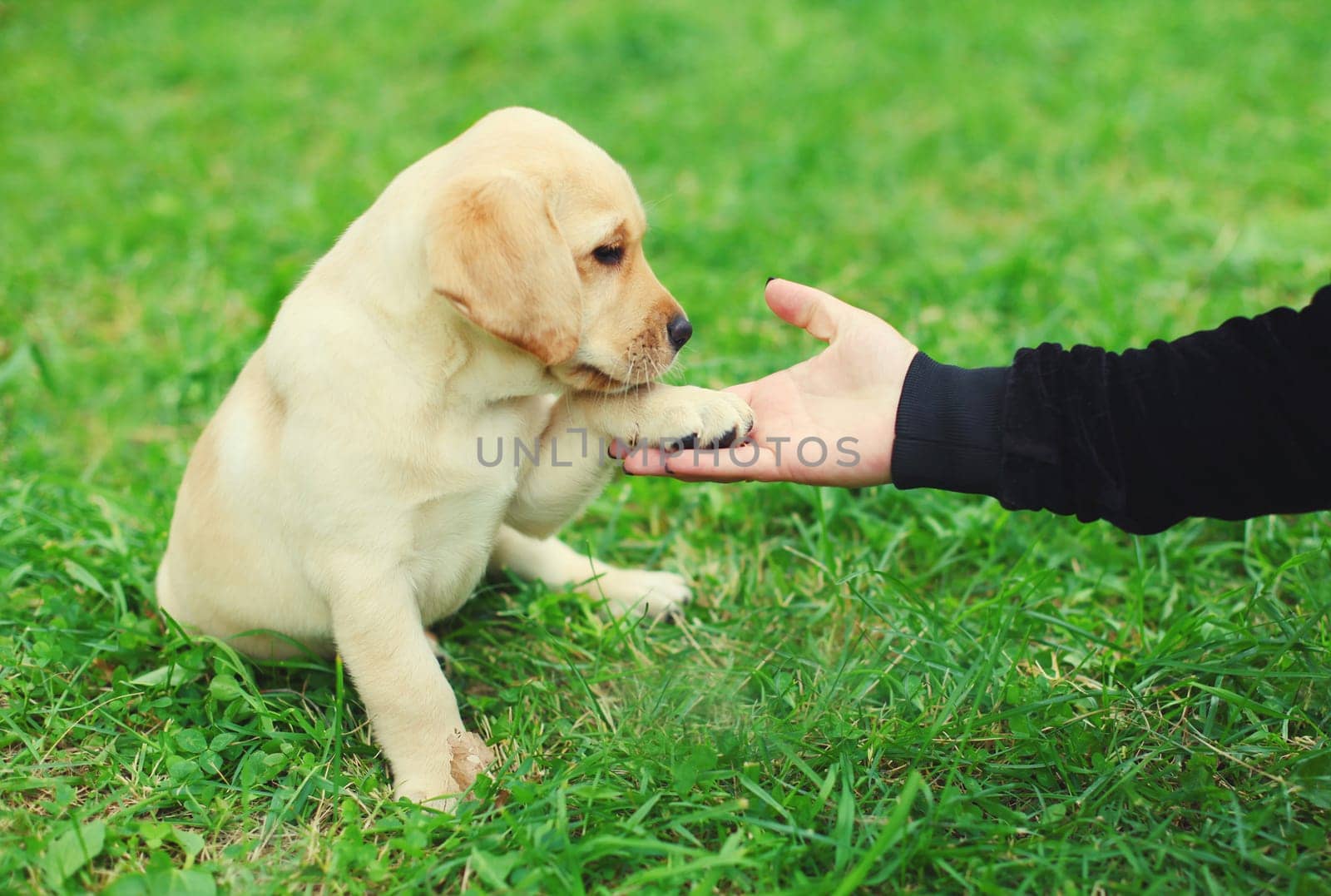 Puppy dog Labrador Retriever holds gives paw to hand high five owner woman on the grass training in summer park