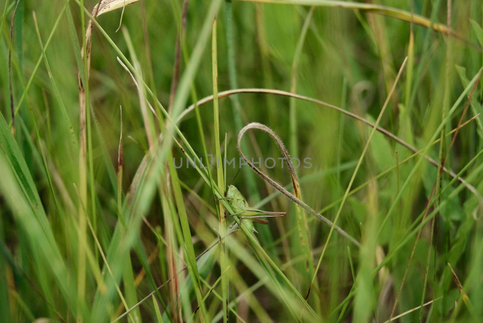 A green grasshopper hides amongst tall blades of grass, camouflaged by its surroundings.