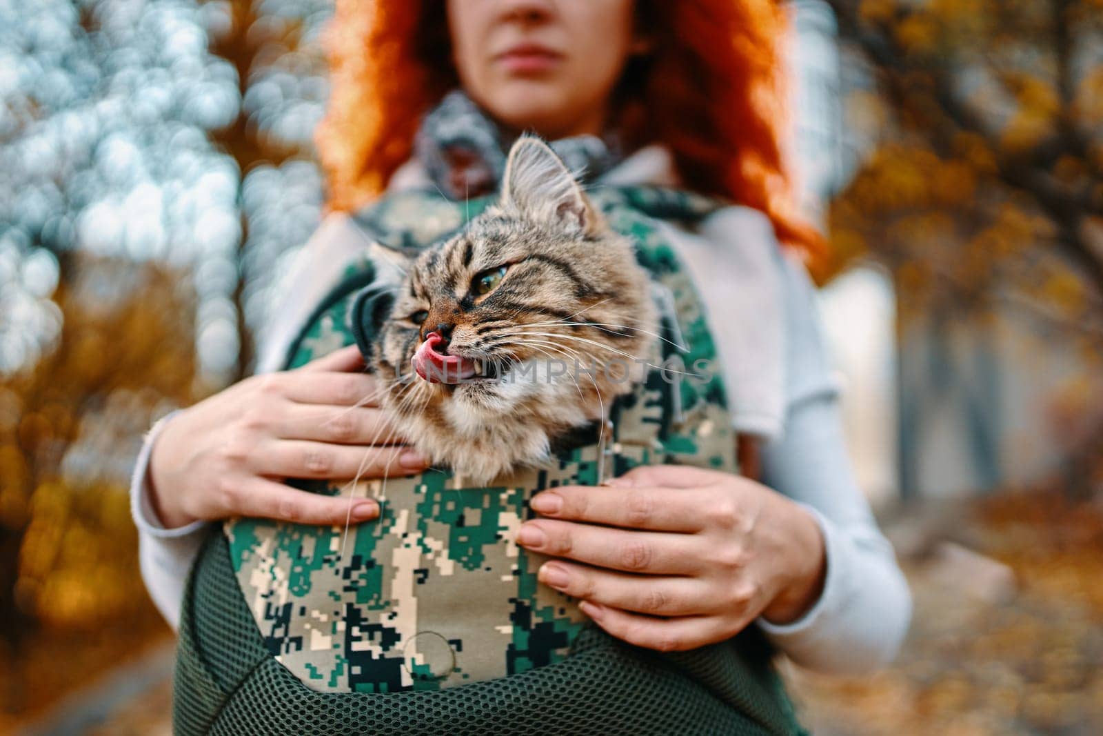 Tabby cat in a bag. The cat went for a walk in his travel bag.