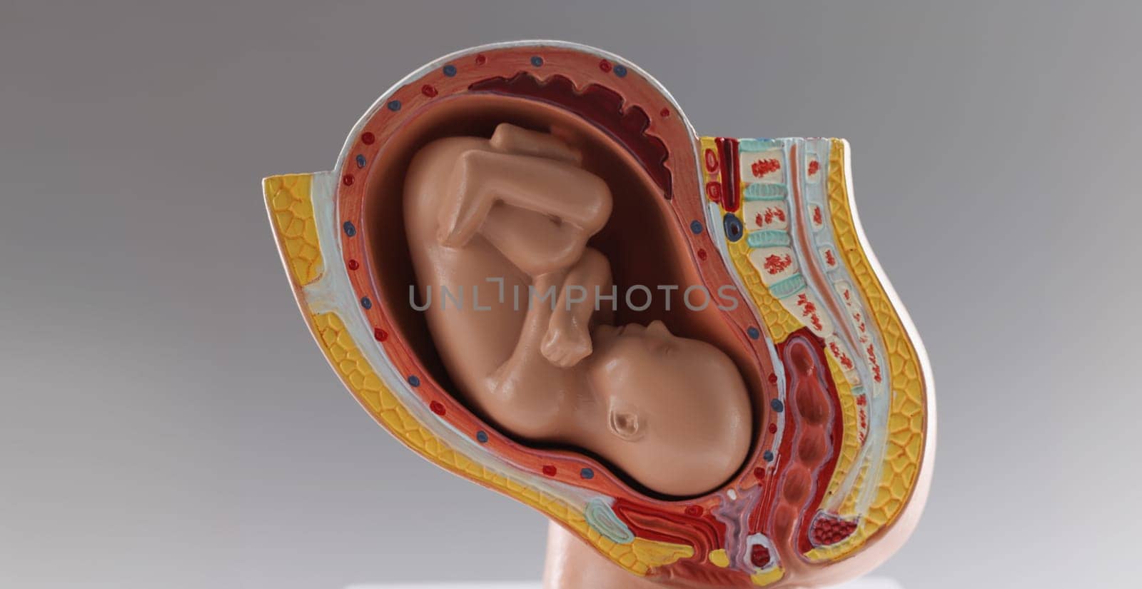 Close-up of human baby growth stages in nine month development, pregnancy stages. Belly and pregnancy period. Model of embryo, medicine, education concept