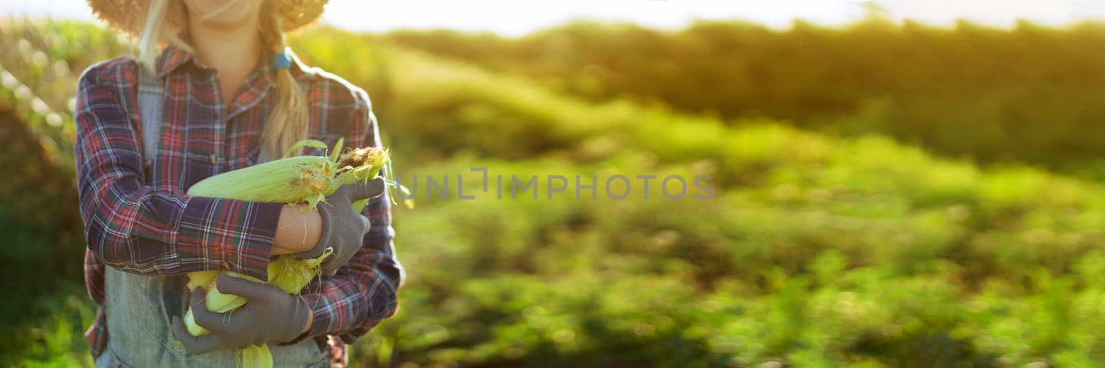 Woman gardener gathers corn in the summer garden. Collection of vegetables on the farm. healthy organic food.