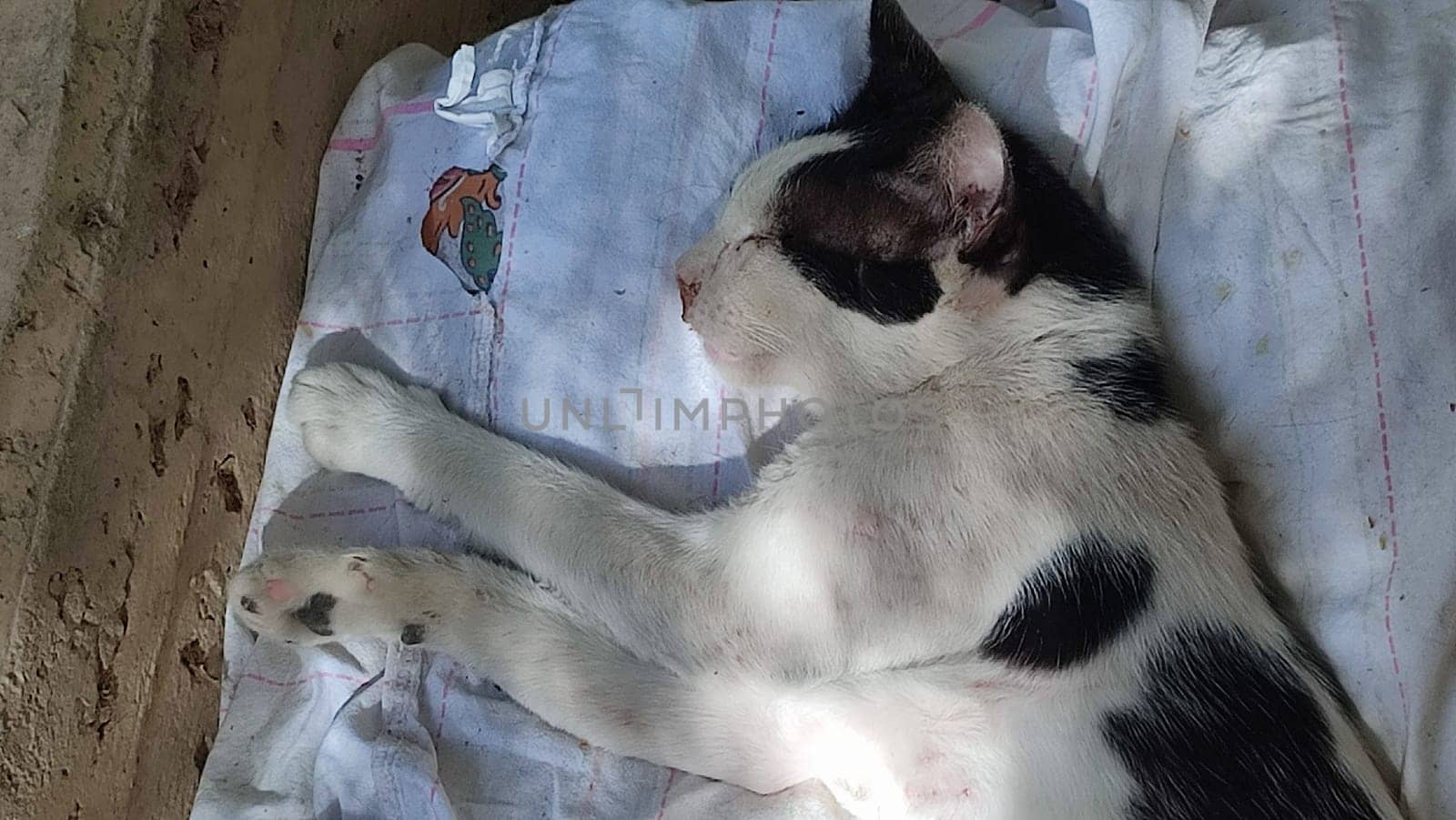 two cats sleeping on a white blanket, pets, animals, nature. High quality photo