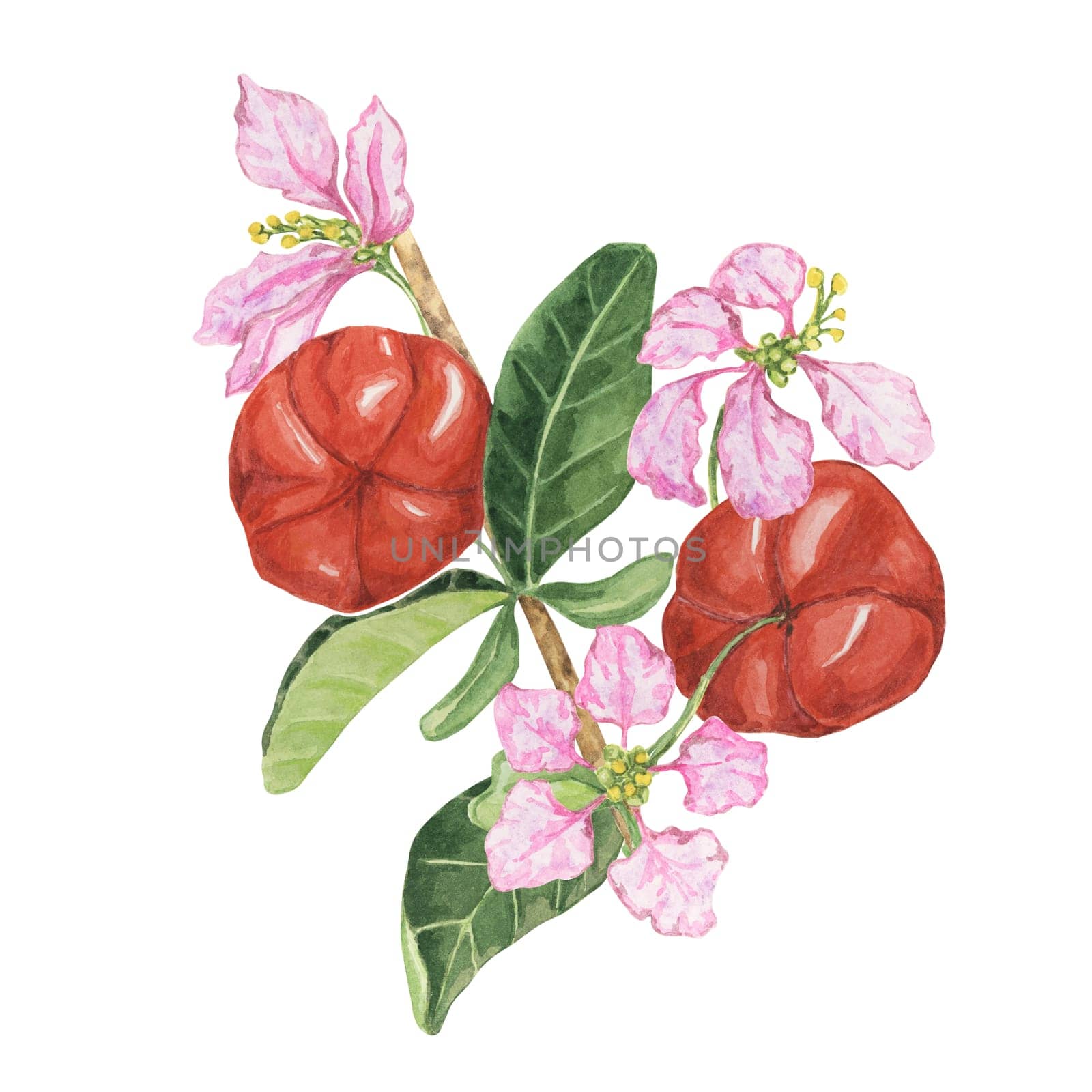 Flowering acerola tree branch with vibrant red cherries and delicate pink flowers. Watercolor hand drawn fruit clipart for romantic designs, botanical art, and eco-friendly packaging, labels