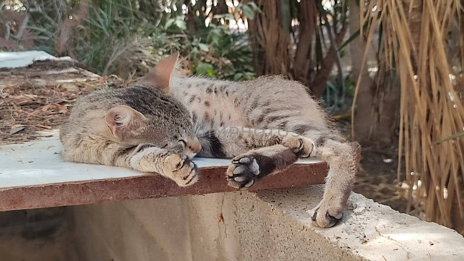 brown cat lying on the street, pets, animal, nature, green trees. High quality photo