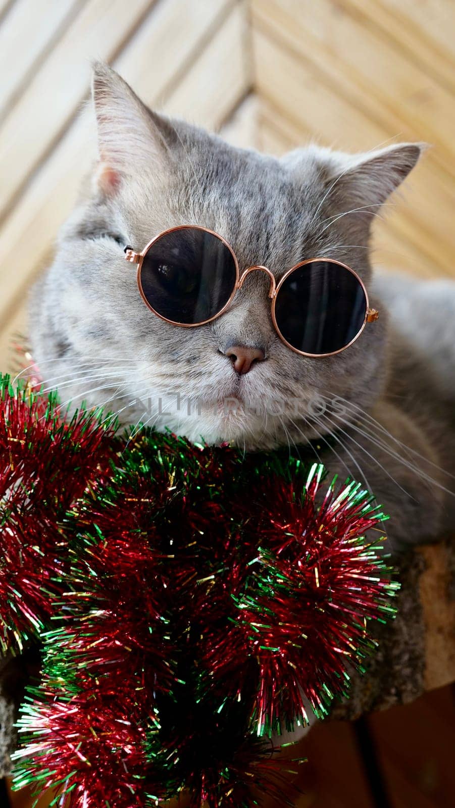 Scottish straight cat celebrates holiday eve Happy New Year 2025 and Merry Christmas. Pet in sunglasses is looking at the camera.