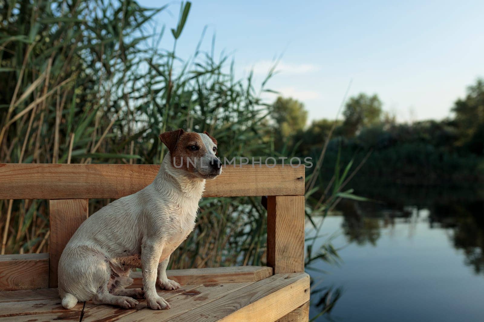 The dog Jack Rasa sits on a wooden bridge near the river to hunt ducks.