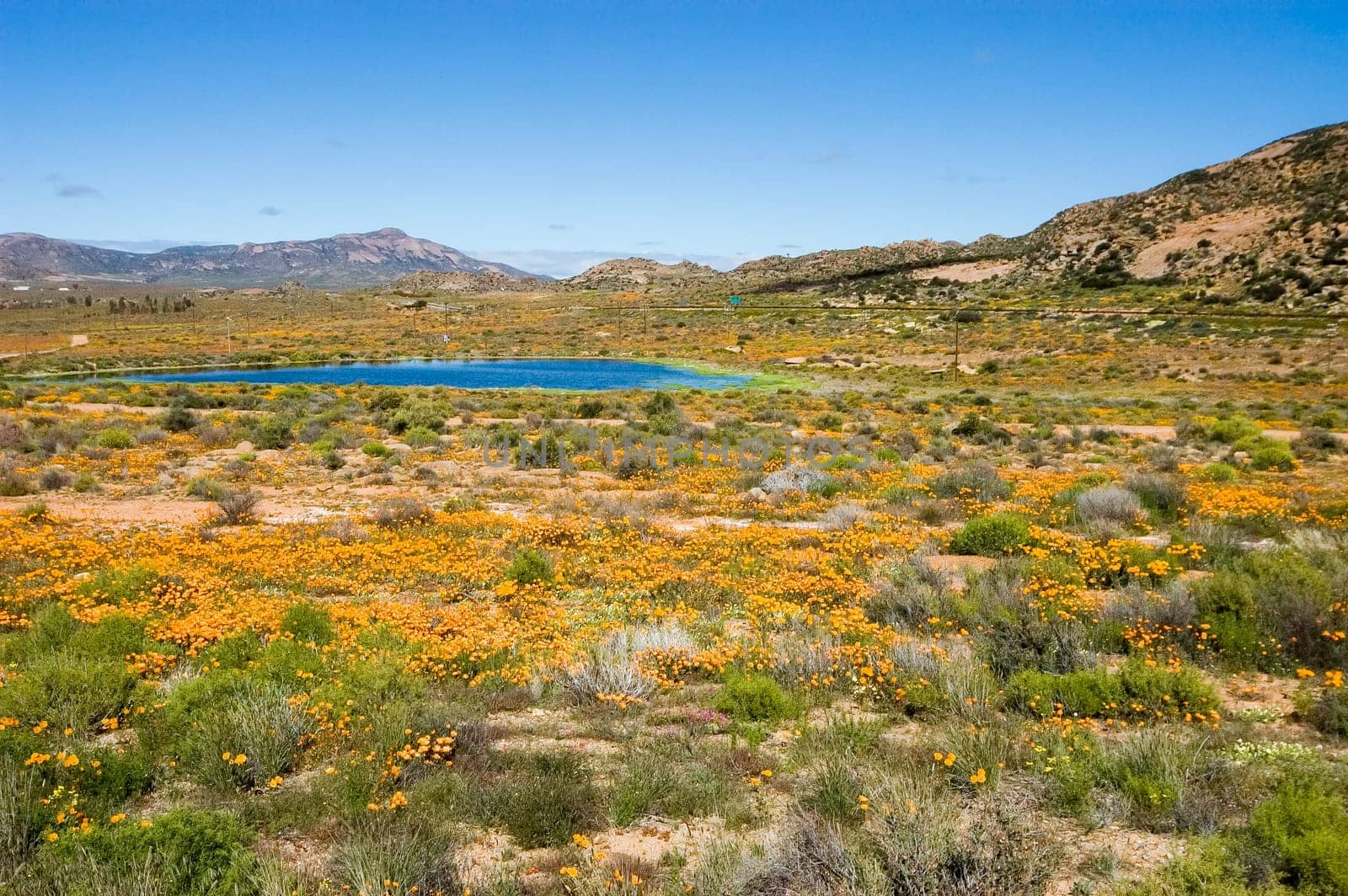 A dam and wild flowers near the town of Springbok, in the Northern Cape Namaqualand