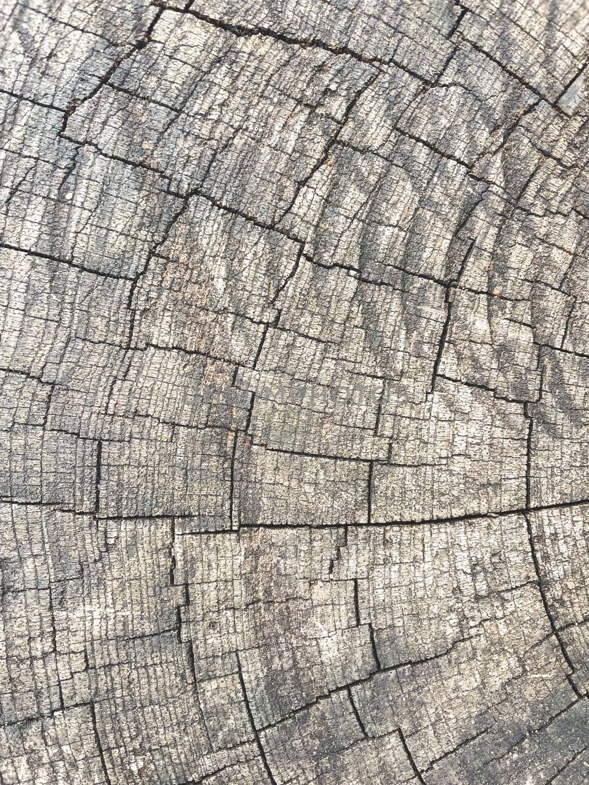 Abstract background from a tree intersection.