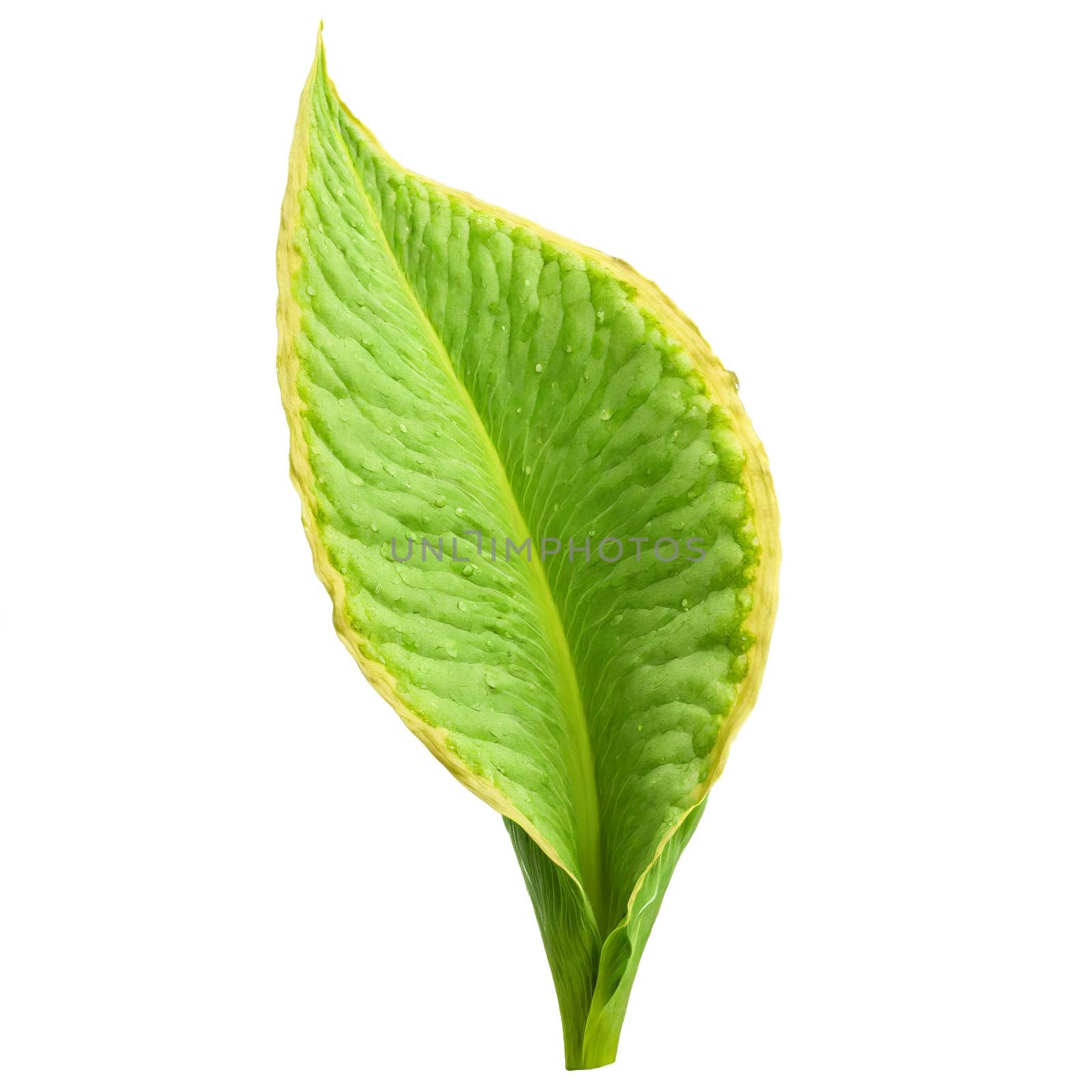 Skunk Cabbage Leaf large green leaf with a slightly wavy edge and a smooth texture. Plants isolated on transparent background.