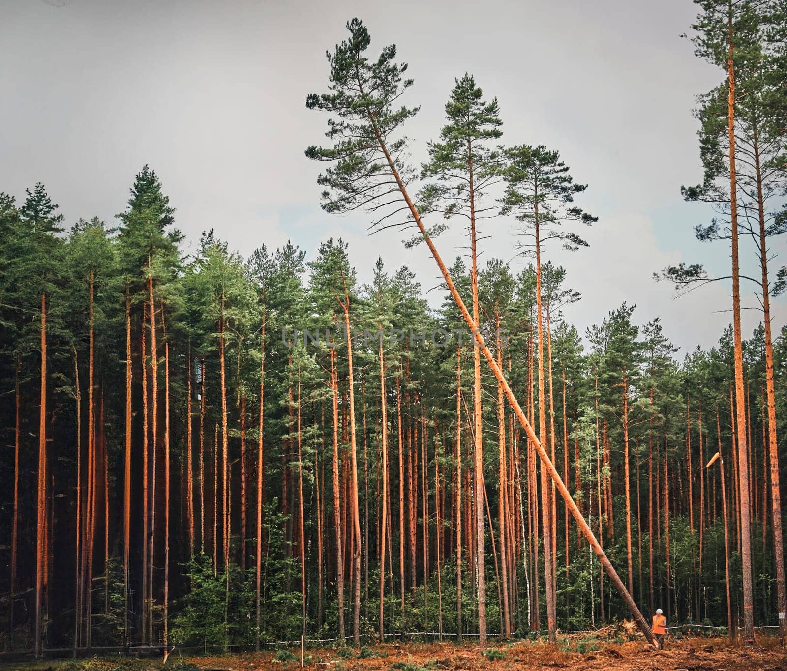 A tall pine tree, uprooted by a powerful wind, leans against other trees in a forest. Despite the impact, the tree stands as a symbol of resilience and the interconnectedness of nature.