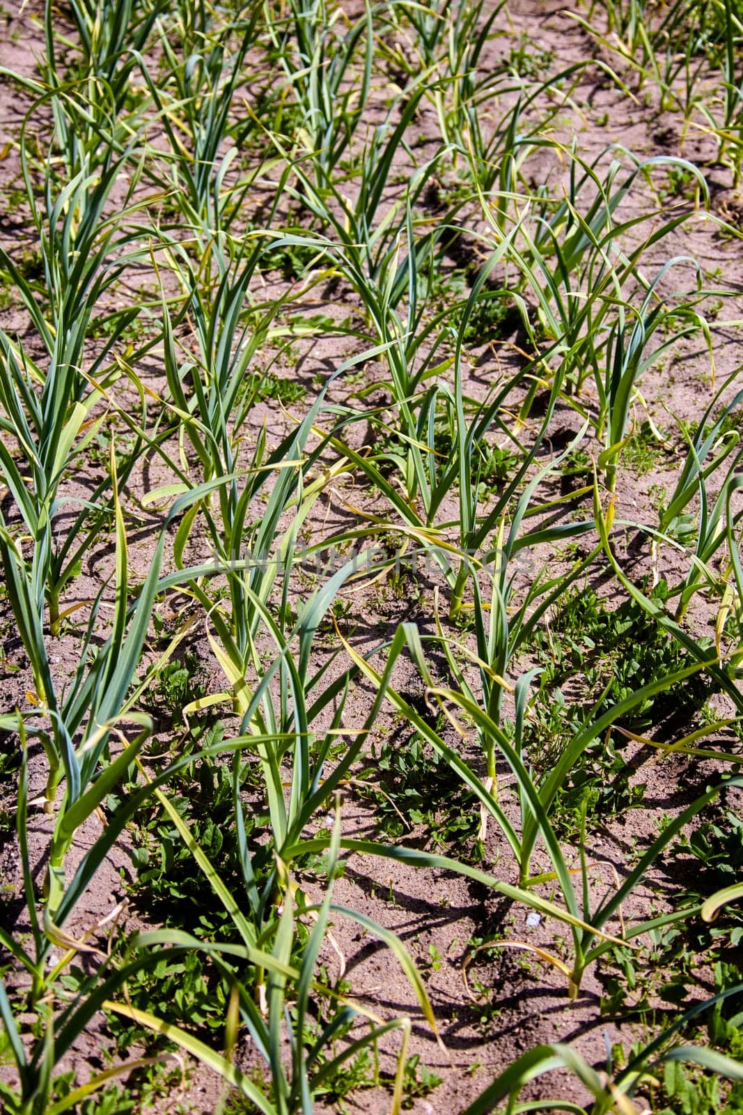 A close-up image of a row of green garlic plants growing in a garden bed. The plants are tall and healthy, with long, green leaves. The ground is dry and dusty, and the sun is shining brightly.