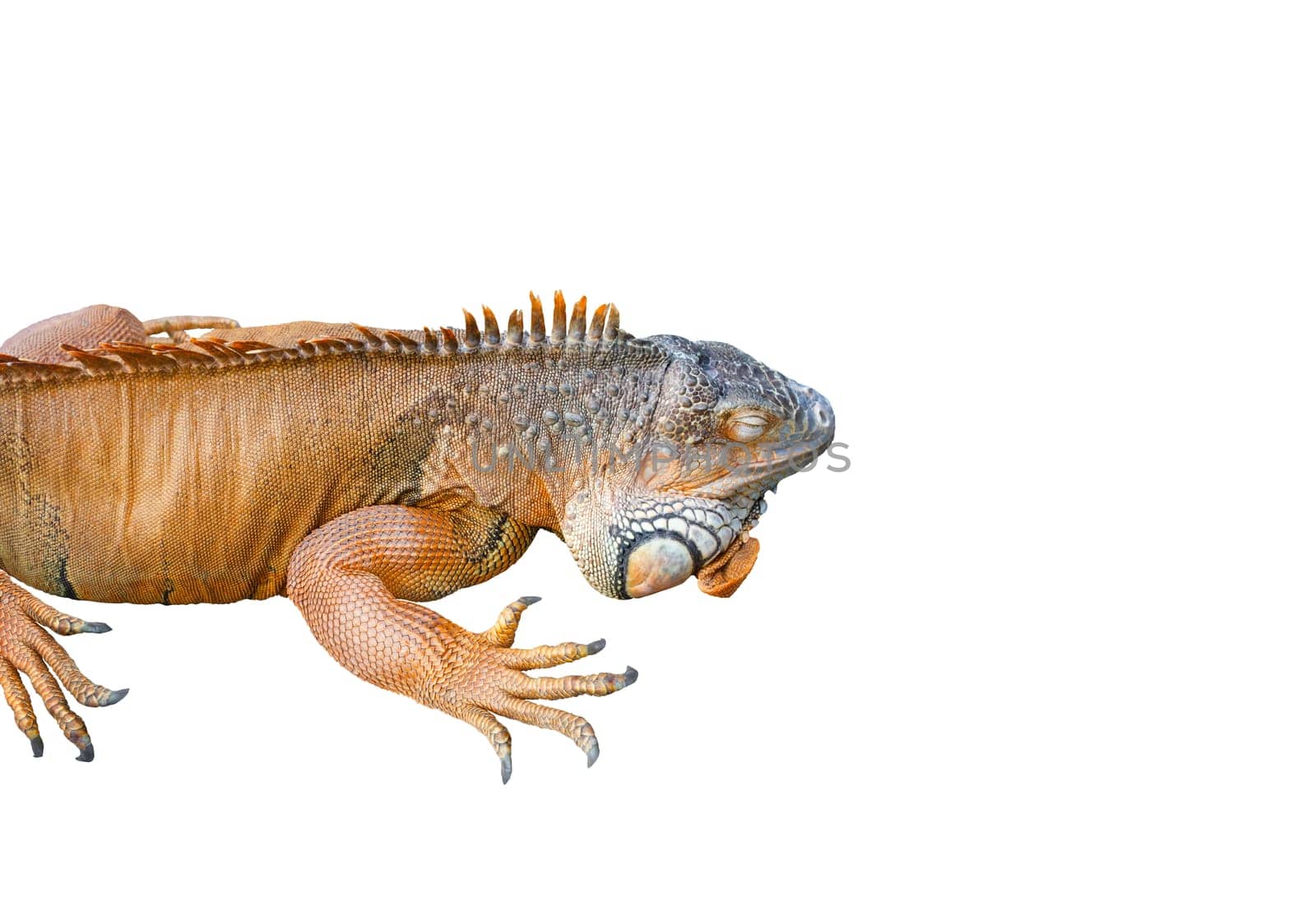 lizard iguana isolated on white background, reptiles