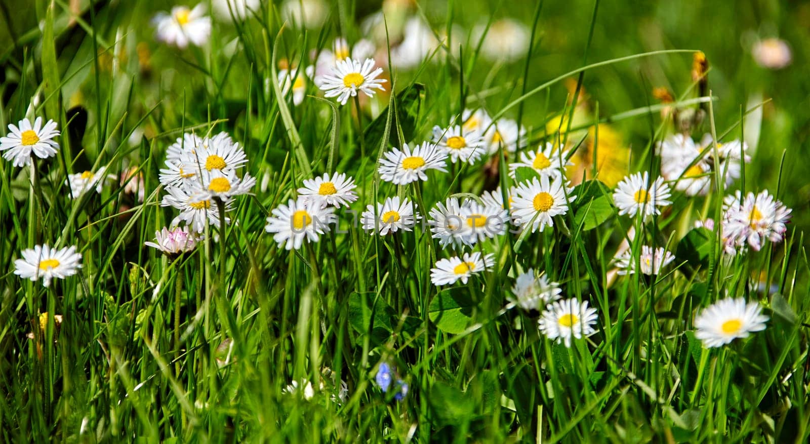 A picturesque field filled with blooming white daisies with vibrant yellow centers, contrasting against the lush green grass under the bright sun in a serene outdoor setting.