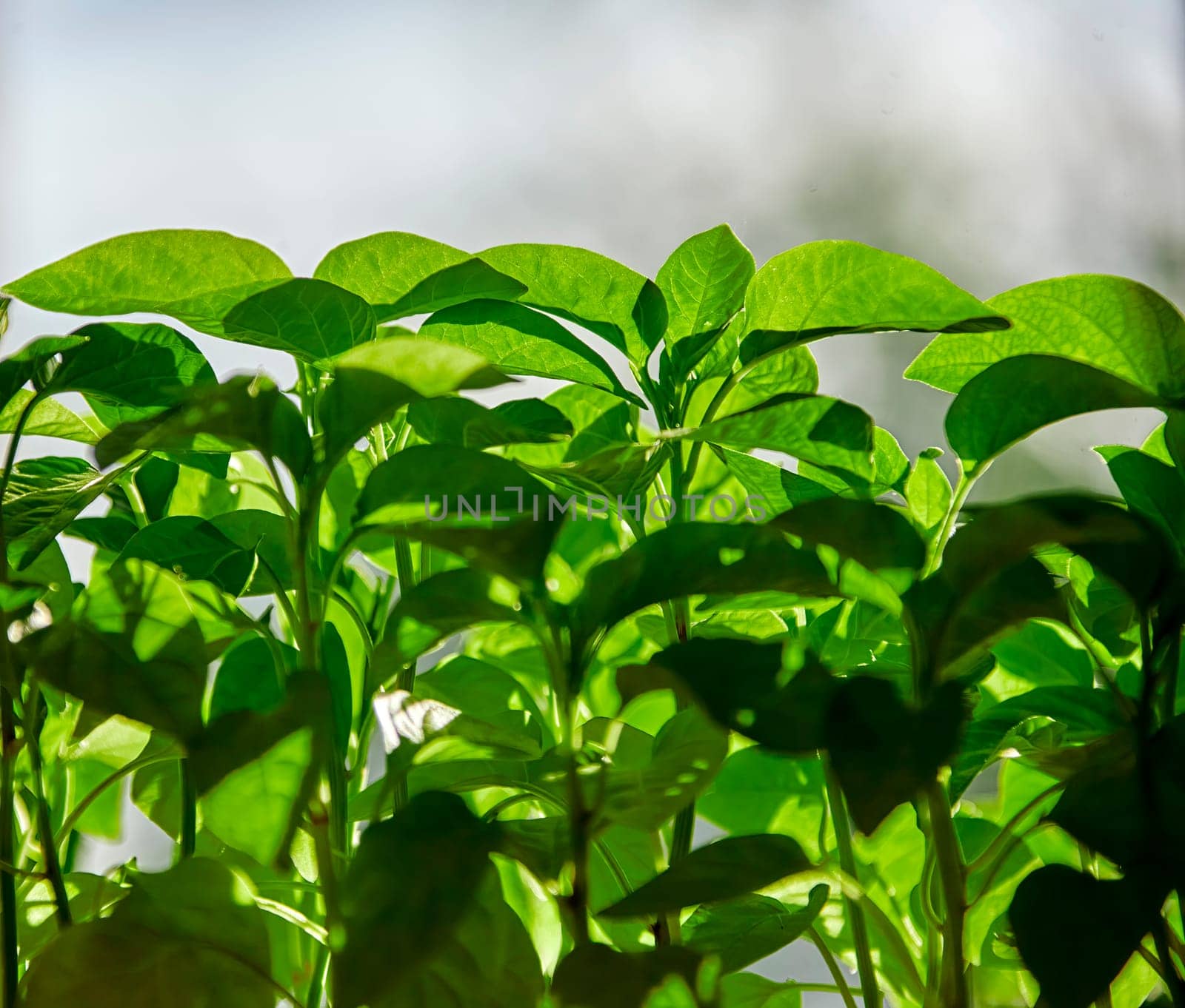 A close-up view of a row of vibrant green plants thriving in an indoor garden setting. The plants are bathed in natural light, showcasing their healthy foliage and the flourishing nature of indoor gardening.
