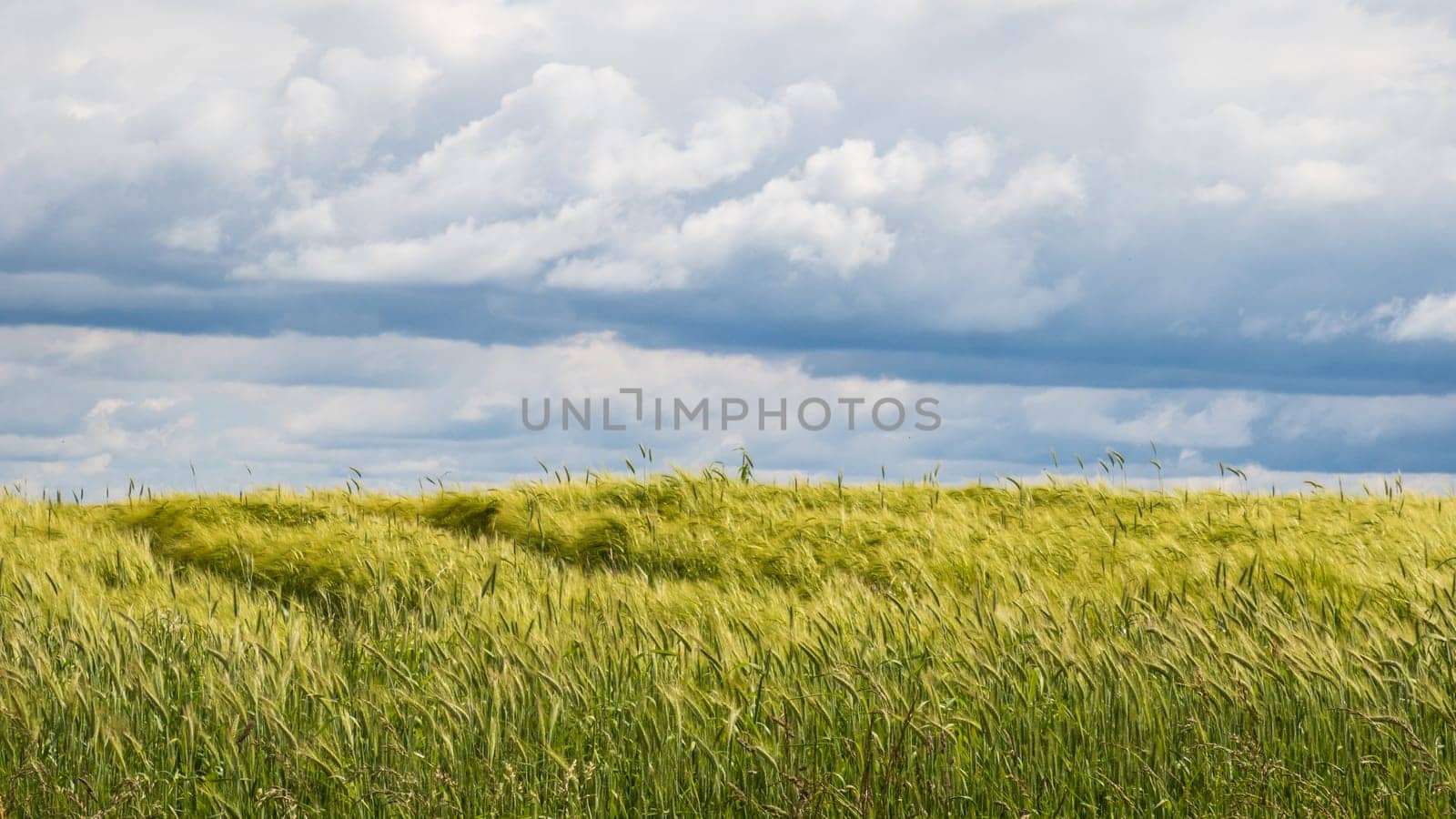 Beautiful wheat field in the spring in the Larzac, in France, photographed under magnificent clouds