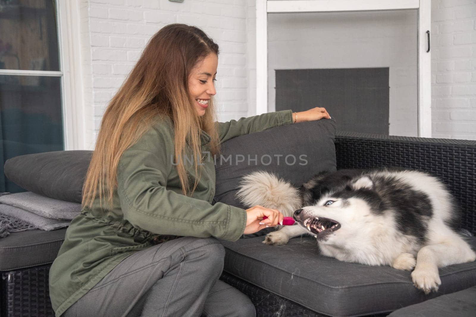 young mixed race woman trying to brush the teeth of Siberian Husky, the dog is naughty and bites the toothbrush,owner plays with the pet