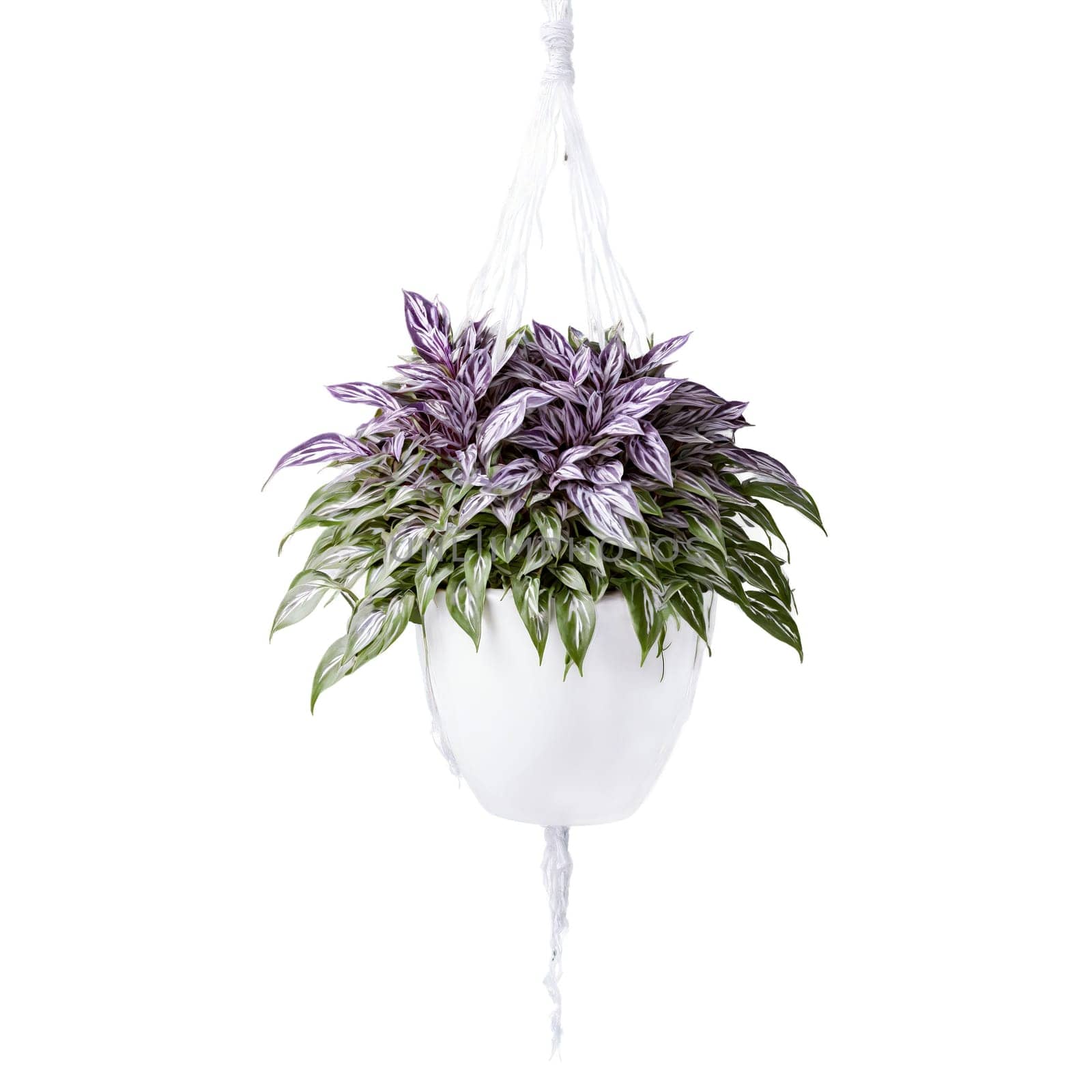 Wandering Jew trailing plant with purple and silver striped leaves in a white ceramic hanging. Plants isolated on transparent background.