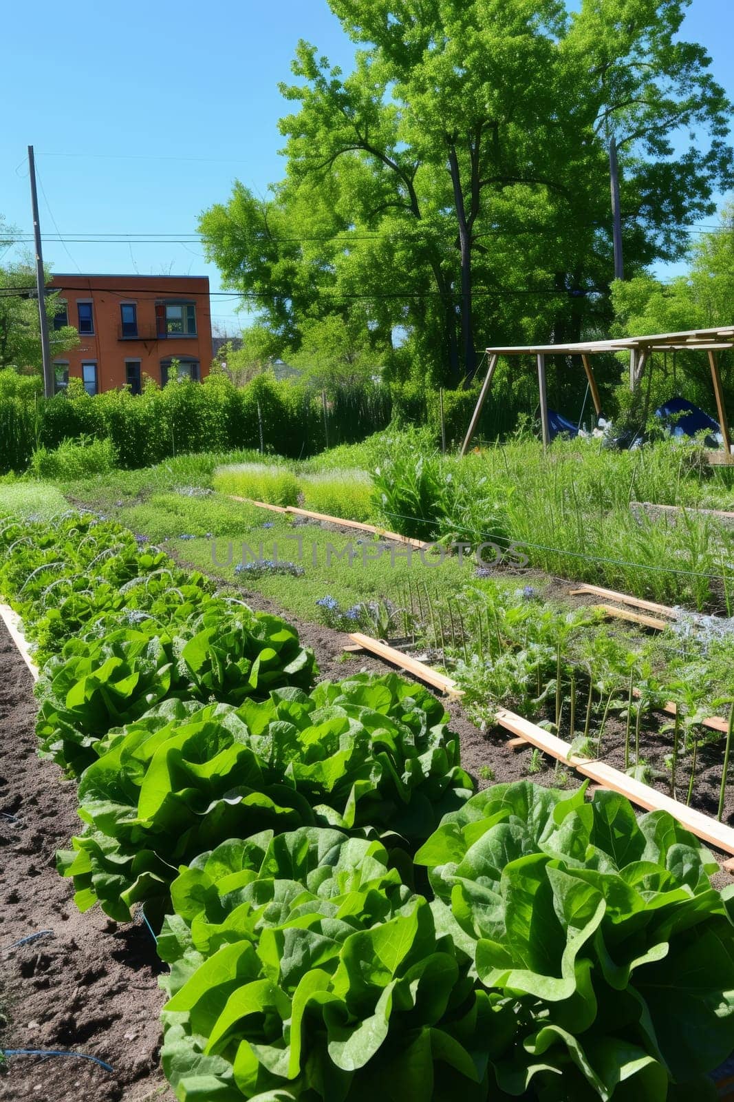 Lush urban garden with raised beds of fresh produce in a community shared space