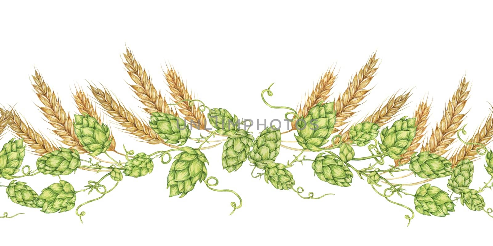 Hops and barley seamless border in watercolor. Green humulus lupulus cones and wheat ears repeating pattern banner for Oktoberfest, St Patrick's day, beer labels, traditional festival clipart