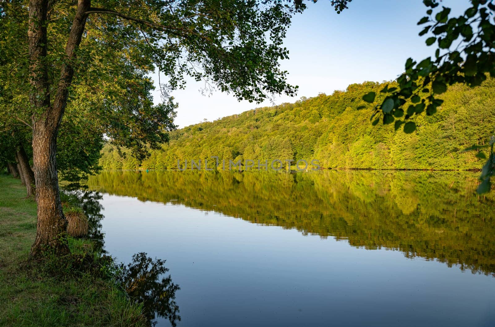 the Moselle in France with a reflection in the water of a tree line during the golden hour with an old tree in the foreground