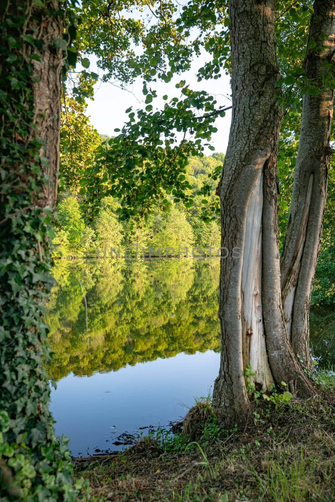 the Moselle in France with a reflection in the water of a tree line during the golden hour with an old tree in the foreground