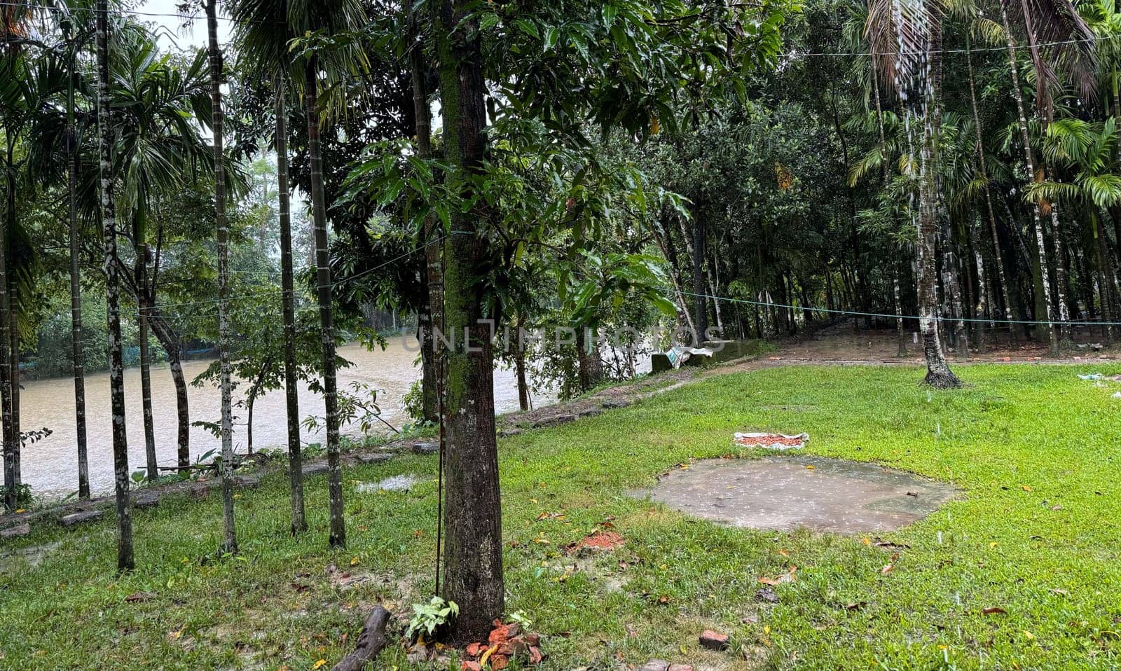 A serene grass field with lush green trees and a calm river flowing through the landscape. The scene captures the peaceful essence of nature, ideal for use in outdoor, nature, and landscape projects.
