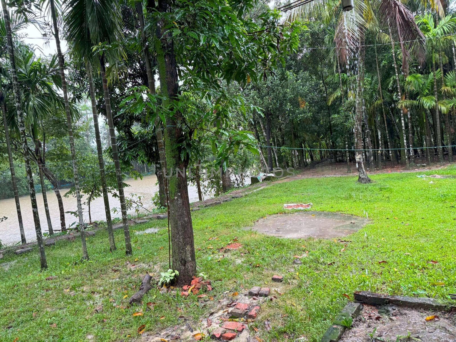 A serene grass field with lush green trees and a calm river flowing through the landscape. The scene captures the peaceful essence of nature, ideal for use in outdoor, nature, and landscape projects.