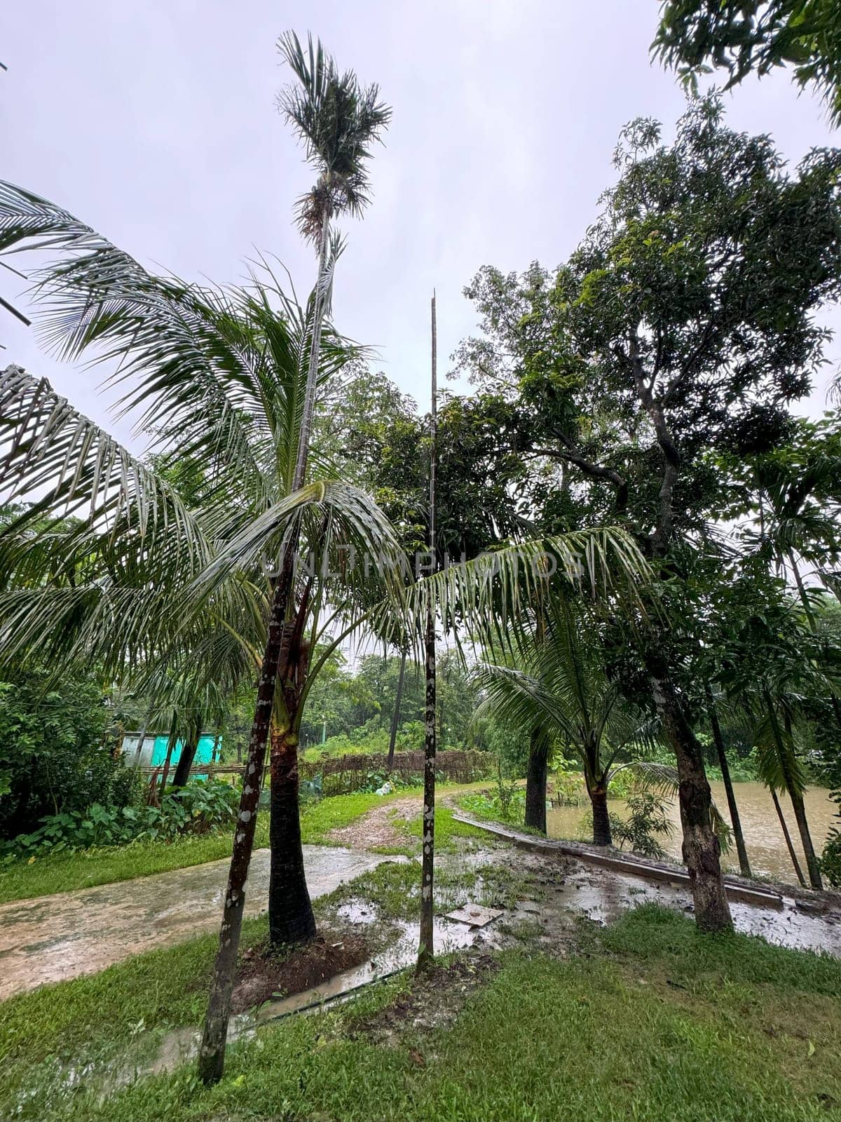 A group of tall, majestic palm trees in a well-maintained park. This tropical scene exudes a sense of relaxation and vacation, making it ideal for travel, nature, and outdoor projects.