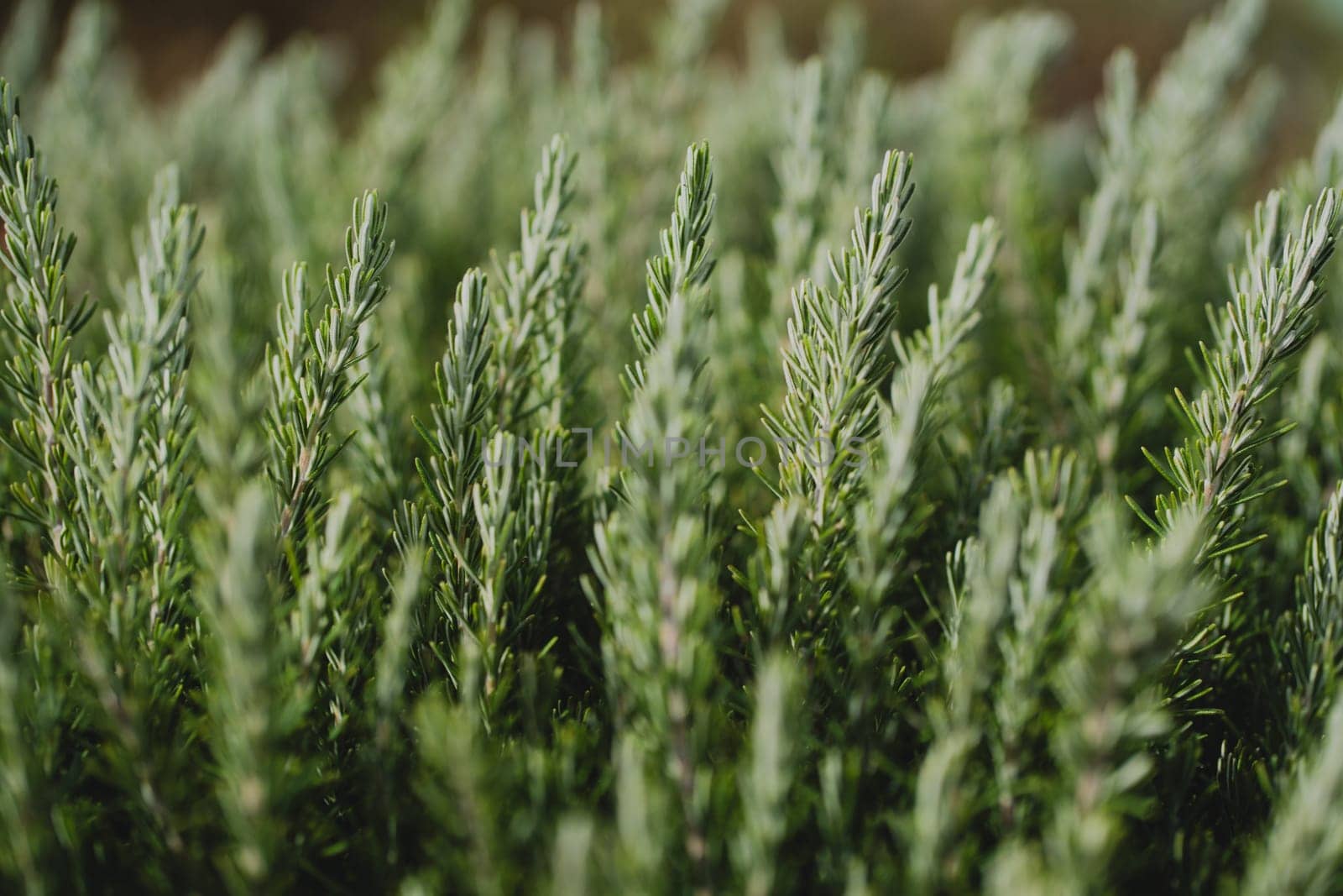 Close-up of a rosemary bush showing detailed green foliage. The natural texture and vibrant color highlight the plant freshness and organic beauty