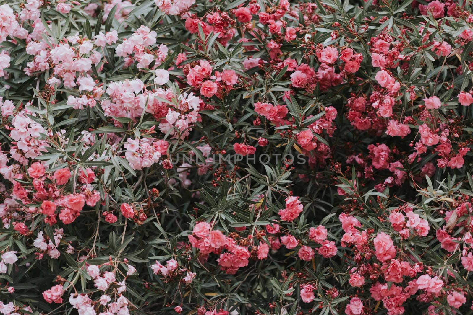 Close-up of a blooming oleander bush with pink and red flowers. The lush greenery and vibrant blossoms create a picturesque natural scene.