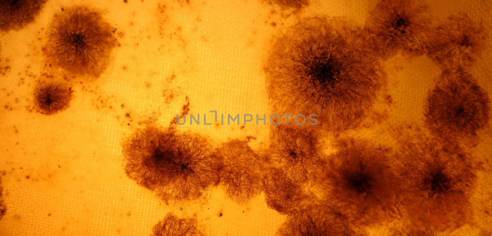 Dark mold on an orange background closeup.