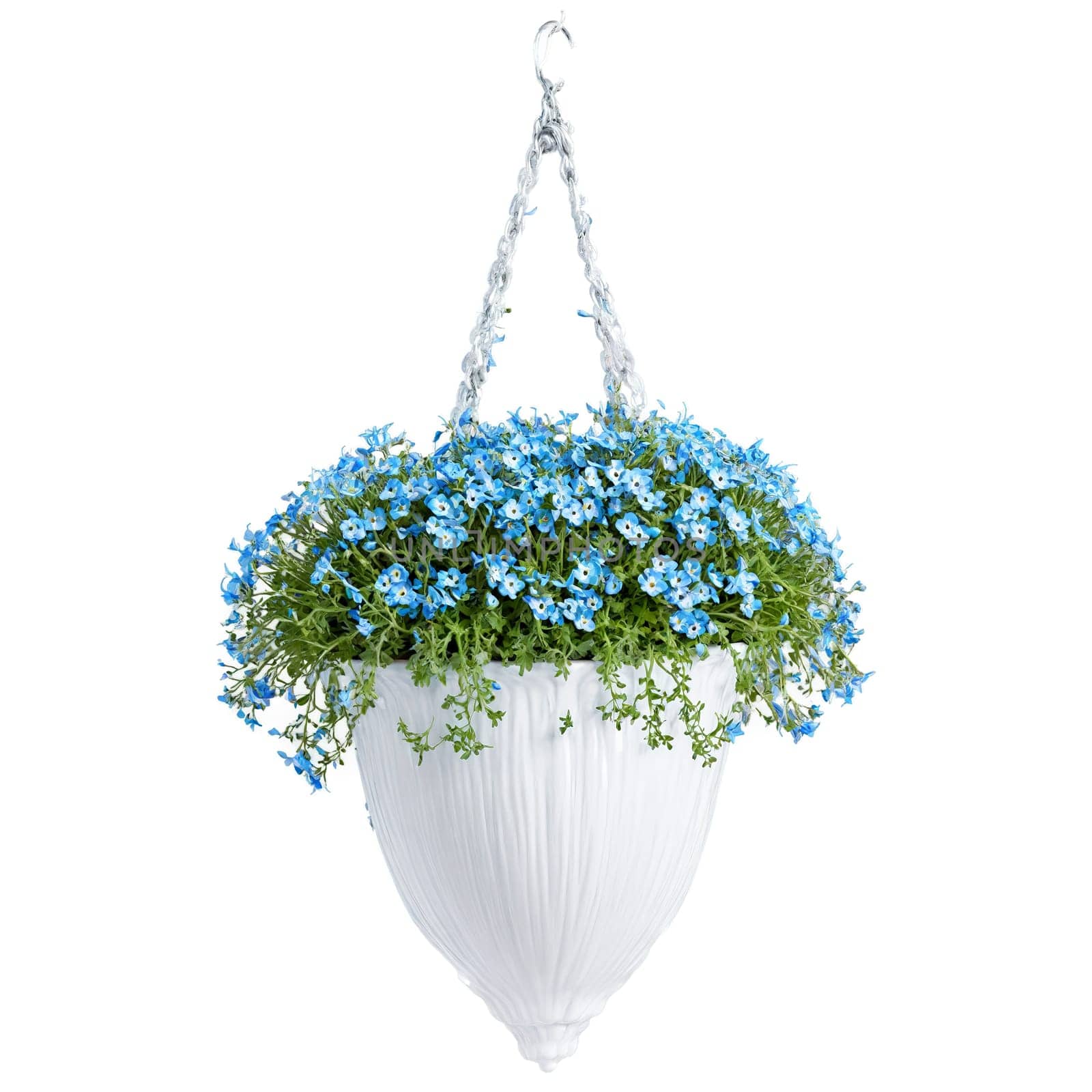 Evolvulus small blue flowers on trailing silver green foliage in a white ceramic hanging basket. Plants isolated on transparent background.